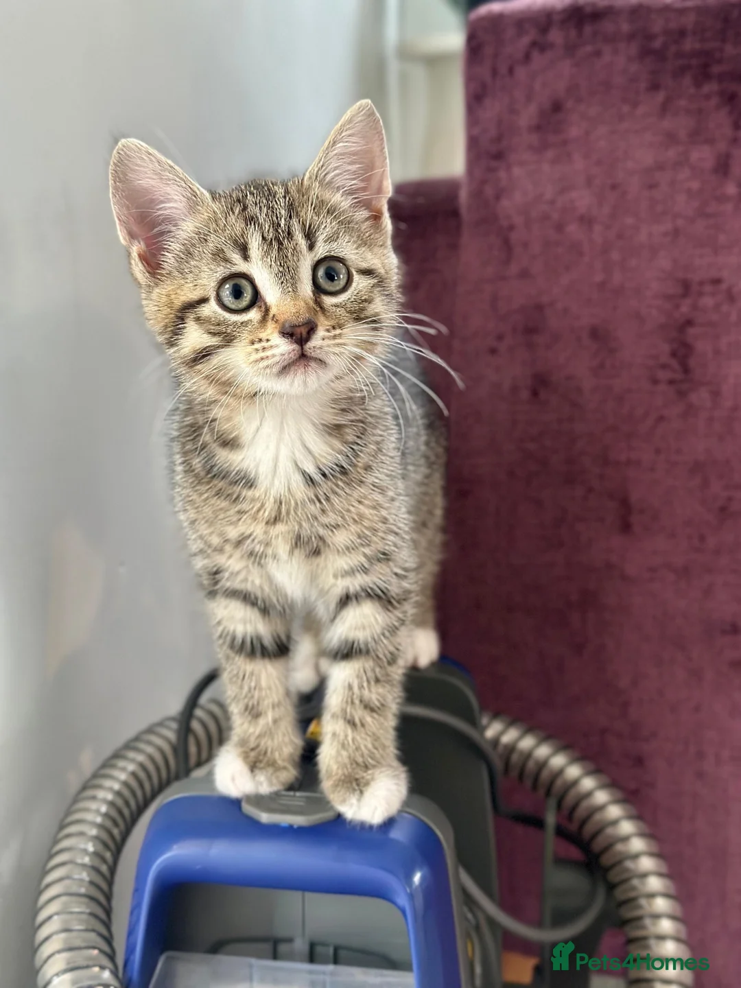 Mixed Breed cats for sale: 7 kittens looking for their forever homes in Kilwinning - Advert 8