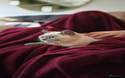 British Shorthair cats for sale: British Shorthair kittens  - Image 3