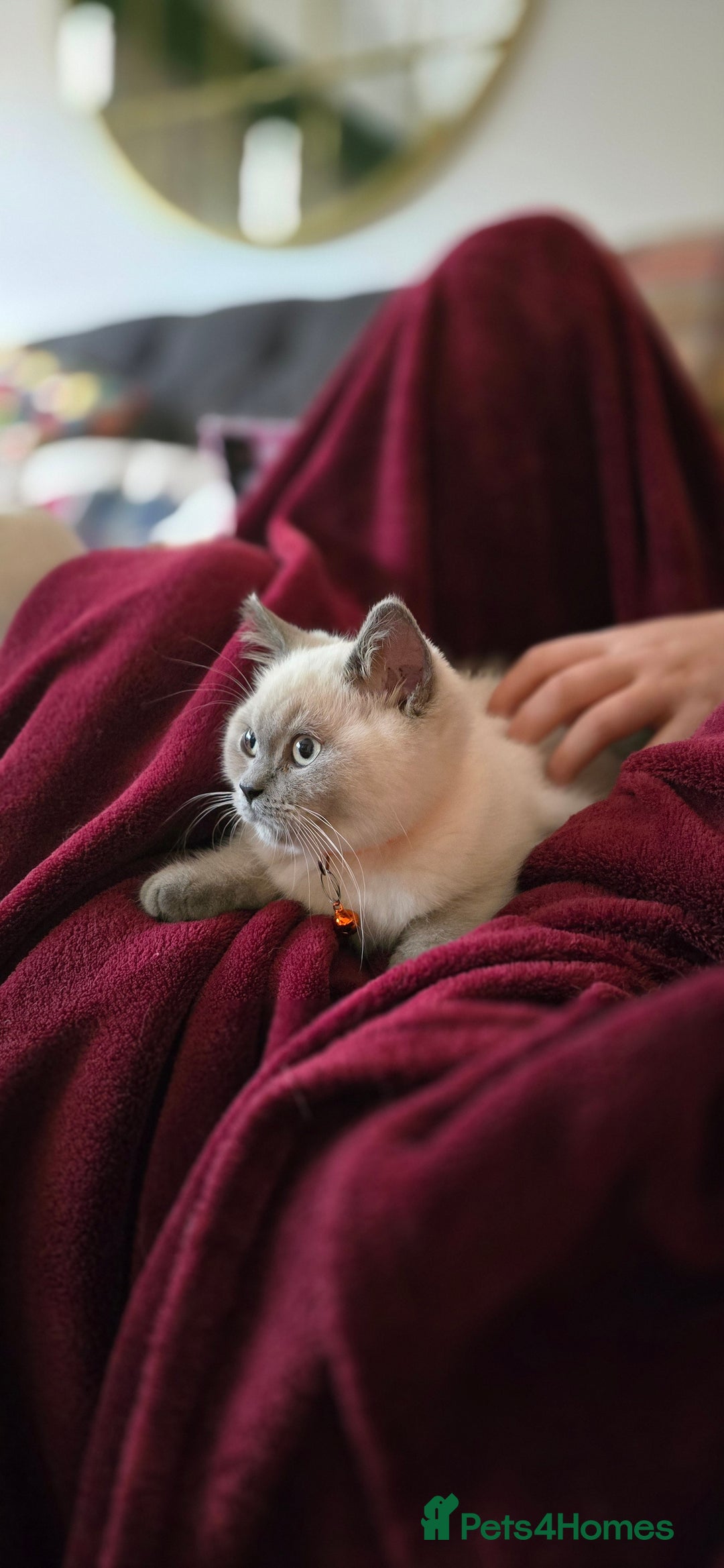 British Shorthair cats for sale: British Shorthair kittens  - Image 3