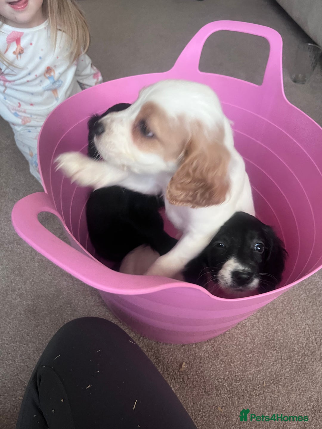 Cocker Spaniel dogs for sale: Cocker spaniels  - Image 3