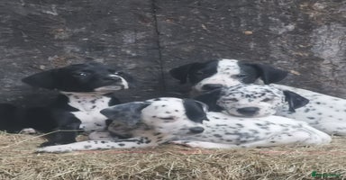 Mixed Breed dogs - Advert 3