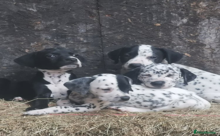 Mixed Breed dogs - Advert 1