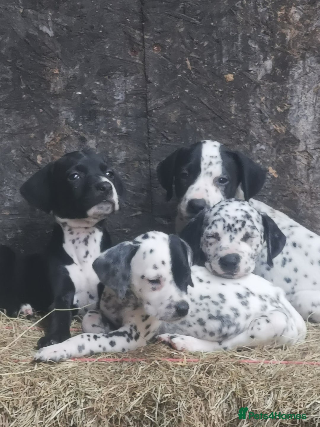 Mixed Breed dogs for sale: Dalmador - Image 1