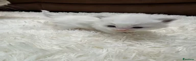 Ragdoll 5