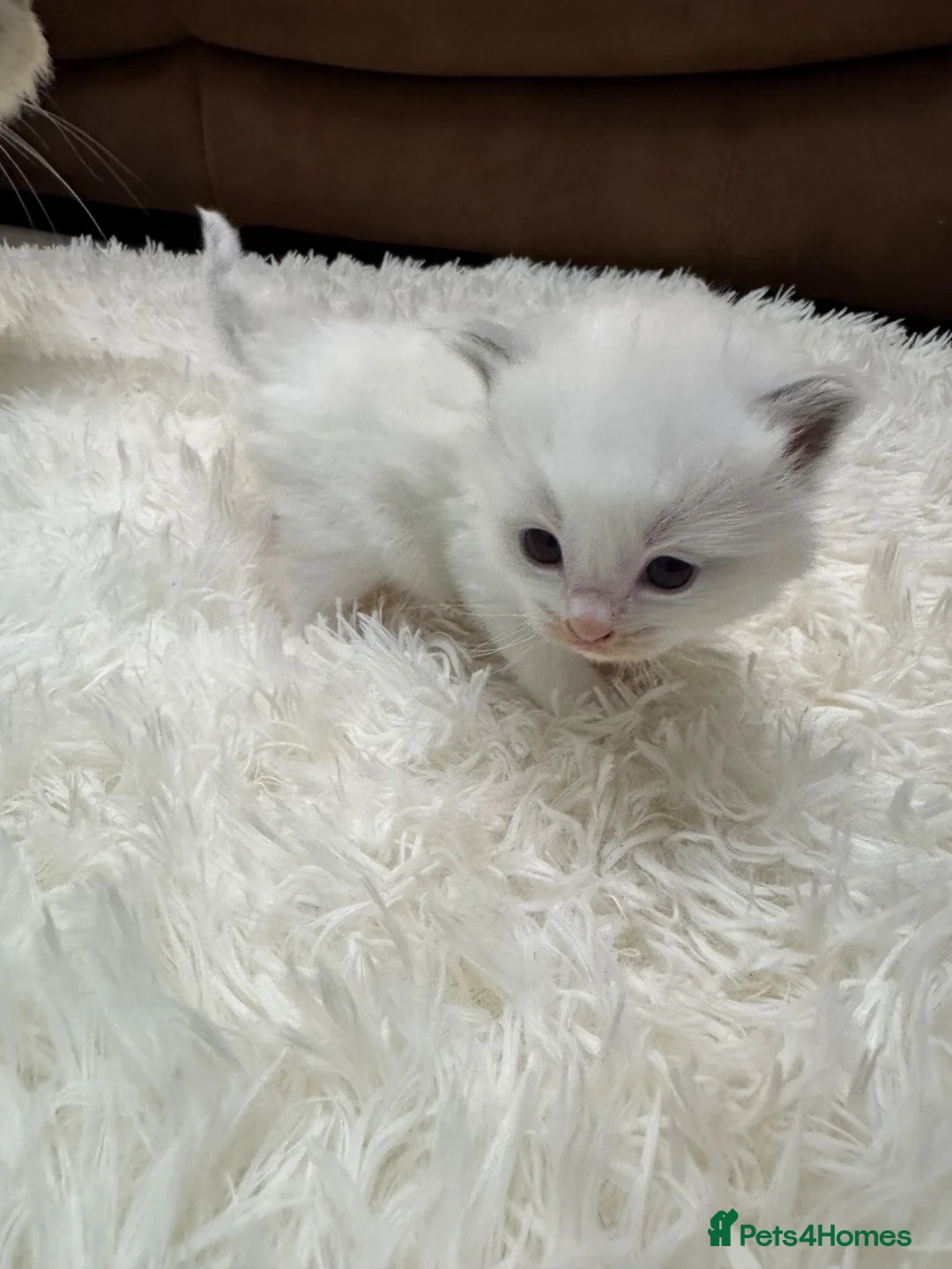 Ragdoll cats for sale: GCCF registered Ragdoll kittens - Advert 18