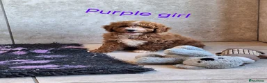 Purple Girl
