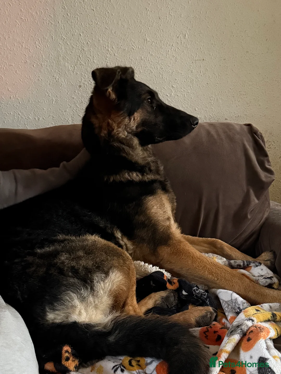 Mixed Breed dogs for sale: German sheppadoodle open to offers, need gone asap - Advert 2