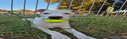 American Bulldog dogs for sale: Very loving american bulldog  - Advert 9