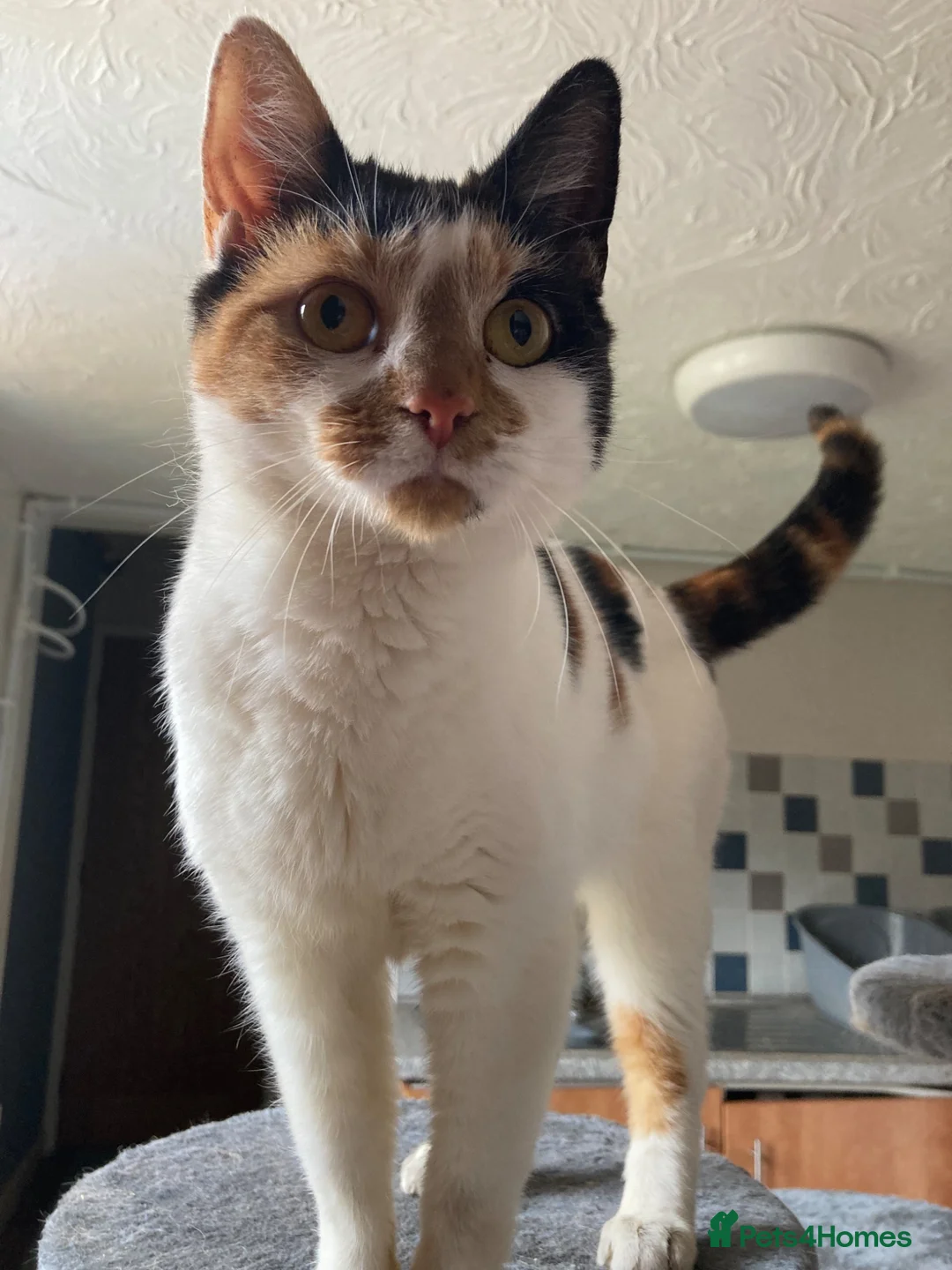 British Shorthair cats for sale: Calico girl for sale - Advert 5