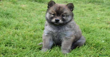 Chow Chow dogs - Advert 5