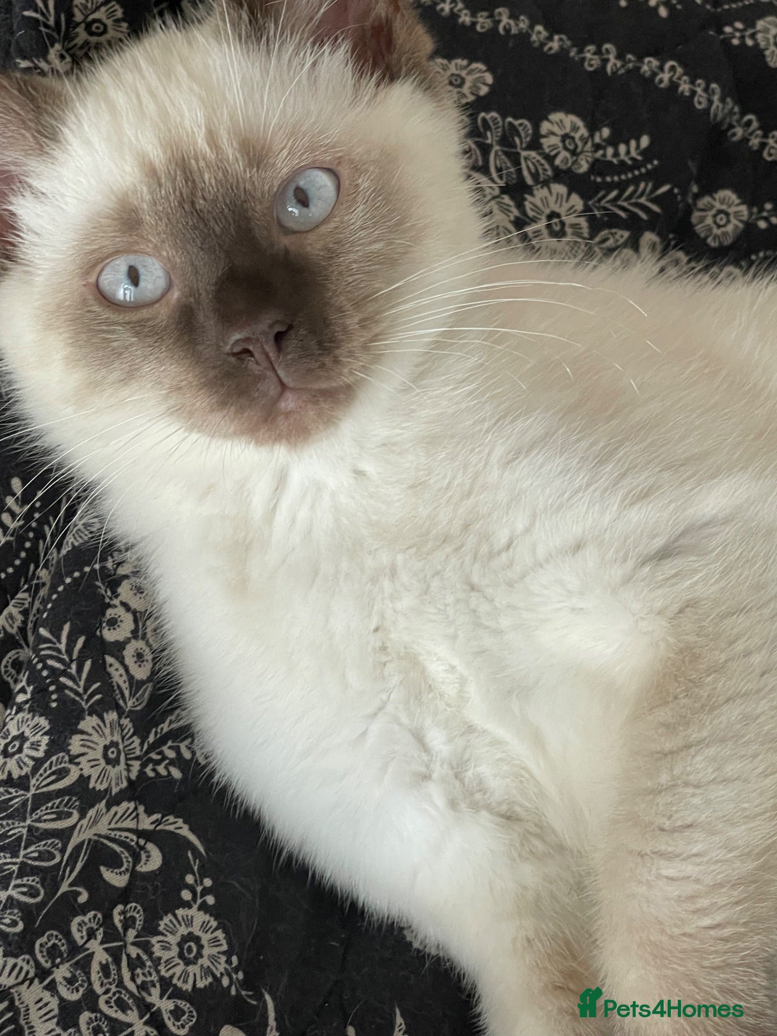 Mixed Breed cats White and Chocolate Colourpoint Male kitten - Advert 1