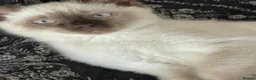 Mixed Breed cats for sale: White and Chocolate Colourpoint Male kitten - Advert 1