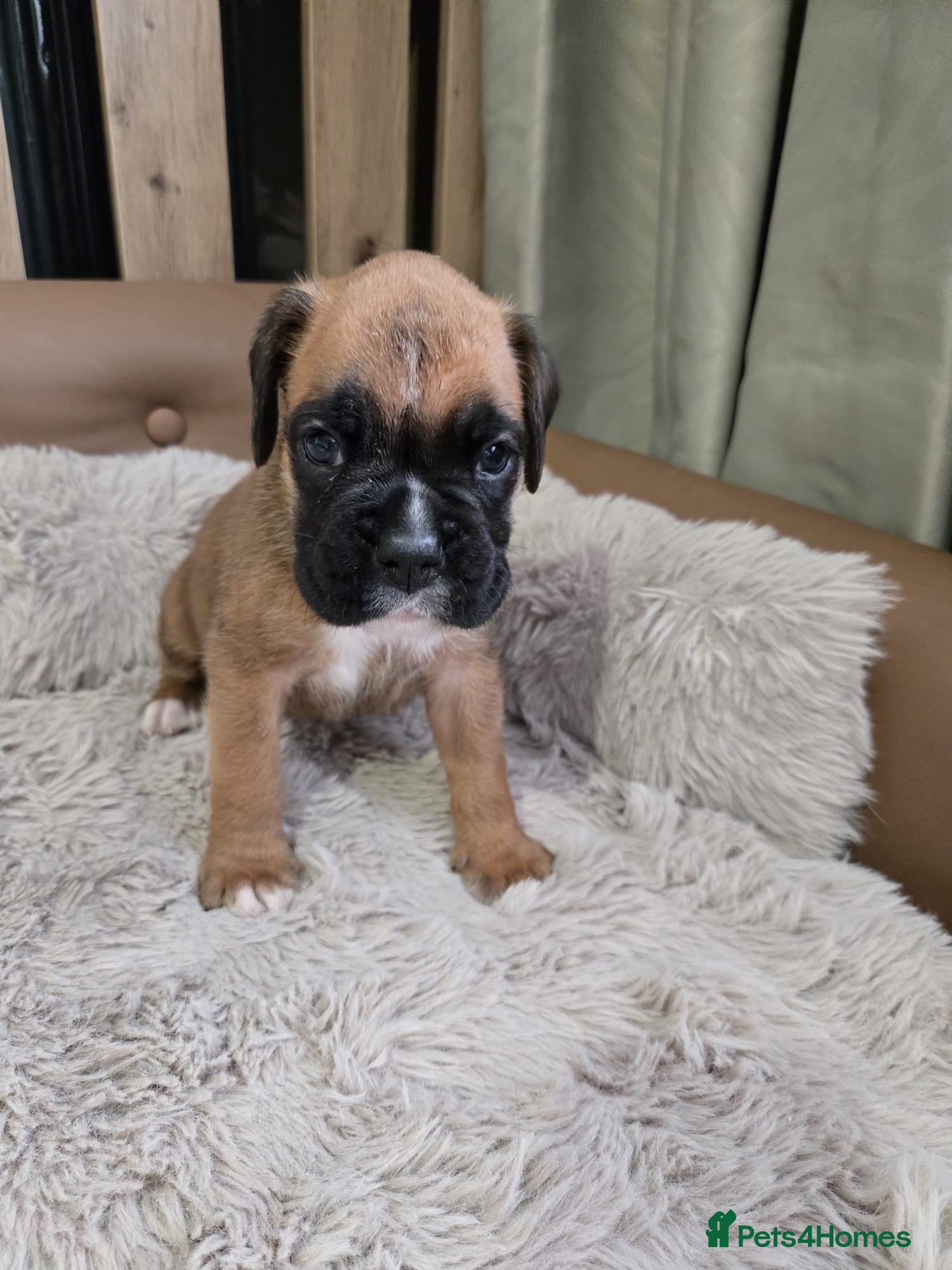 Boxer dogs Boxer Puppies Ready soon - Advert 2