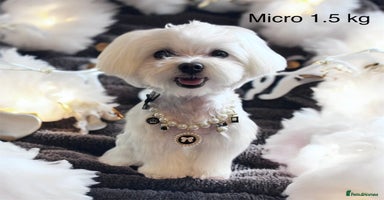 Maltese dogs in Ipswich - Advert 5