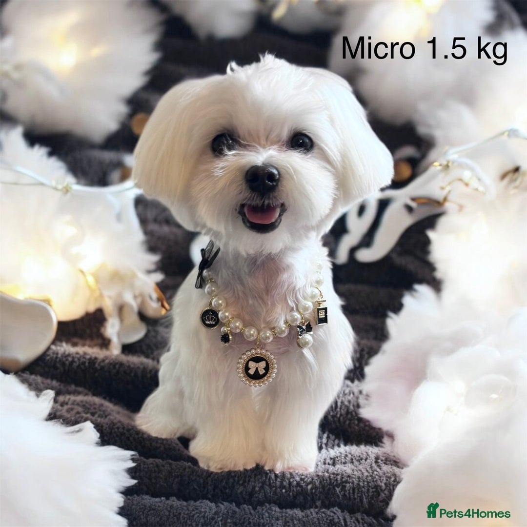Maltese dogs for sale: ✨Exquisite KC 15 CH Maltese Brother & Sister💙💖 ✨ in Ipswich - Image 8