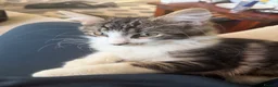 Mixed Breed cats for sale: Gorgeous 6 month old kitten looking for a new home in London - Advert 2