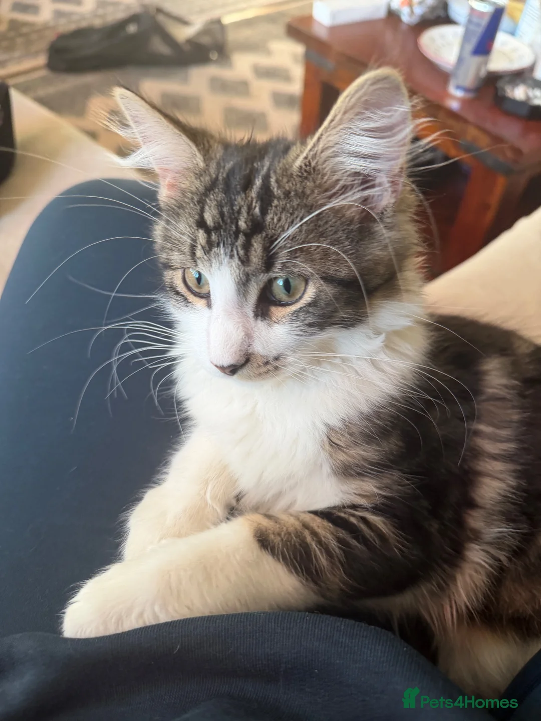 Mixed Breed cats for sale: Gorgeous 6 month old kitten looking for a new home in London - Advert 2