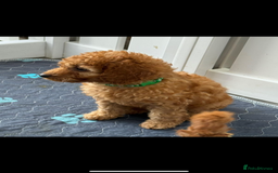 Cavapoo dogs for sale: Beautiful Cavapoo from DNA health tested parents  - Image 7