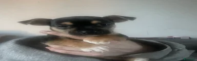 Jack Chi 2