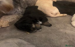 Schnoodle dogs for sale: Beautiful Schnoodle Puppies KC Reg Parents!!  - Image 13