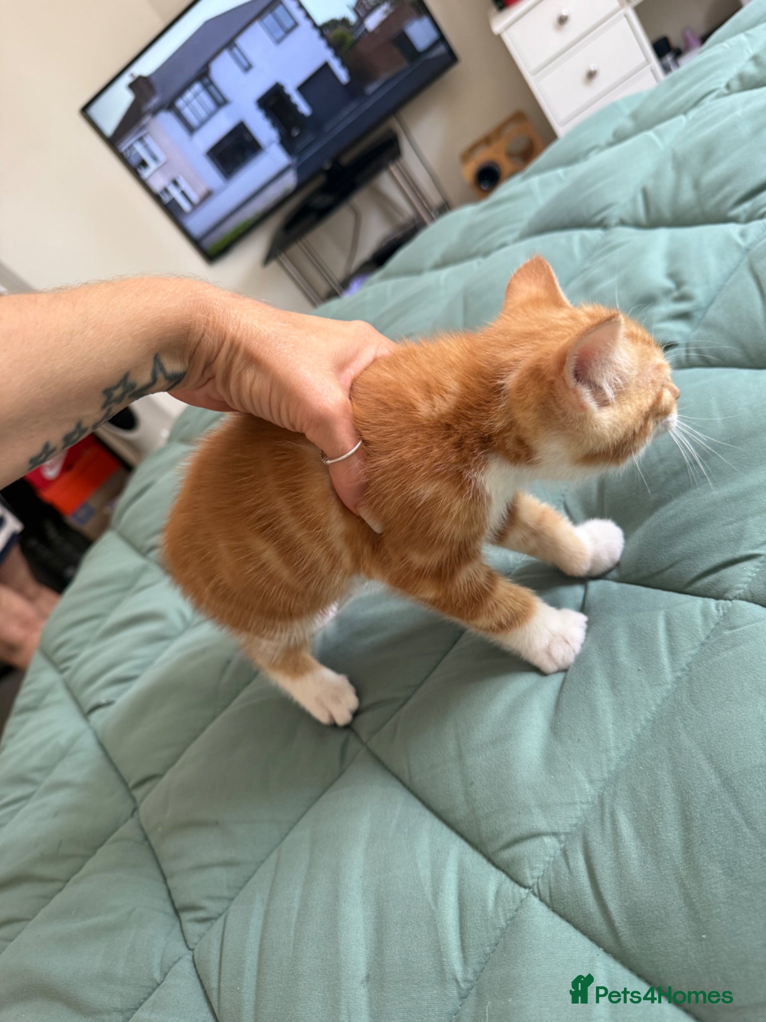 Mixed Breed cats for sale: Kittens for sale READY NOW in Brandon - Advert 11