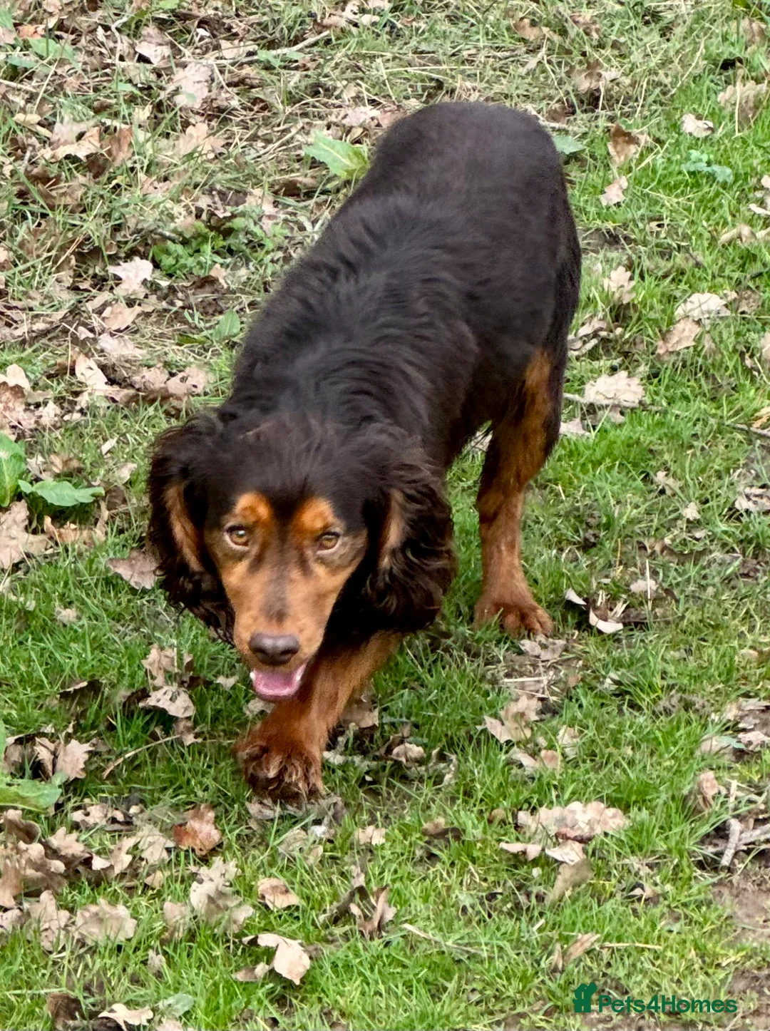 Cocker Spaniel dogs for stud: Stunning Chocolate & Tan Cocker Proven Stud in Burton-on-Trent - Advert 8