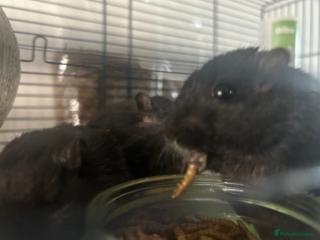 Gerbil rodents for sale: 3 boy gerbils need a loving home - Image 4