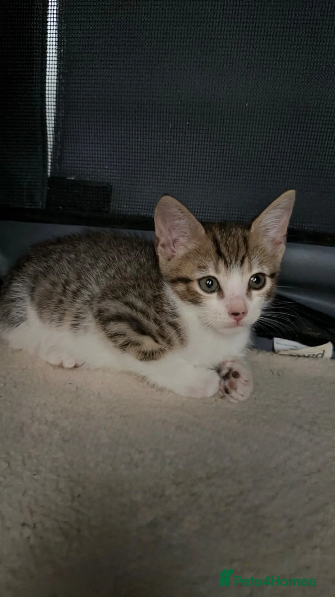 Mixed Breed cats for sale: 7 Kittens For Sale | Mixed Breed Bengal - Advert 10