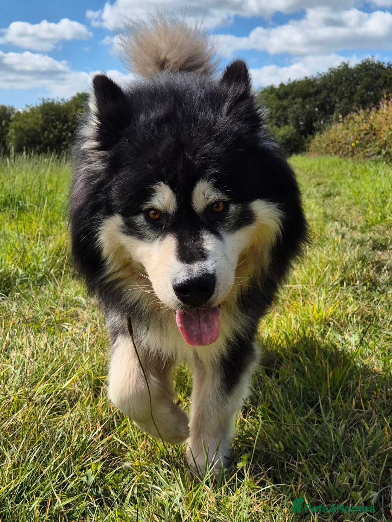 Alaskan Malamute dogs KC registered alaskan malamute for stud - Advert 1