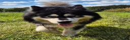 Alaskan Malamute dogs for stud: KC registered alaskan malamute for stud - Advert 1