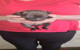 Staffordshire Bull Terrier dogs for sale: Beautiful staffy pups - Image 11