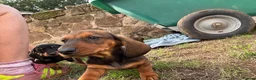 Dachshund dogs for sale: Stunning KC Registered Standard Dachshunds  - Advert 9