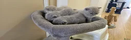 British Shorthair cats for sale: GCCF British Shorthair Kittens - Advert 3