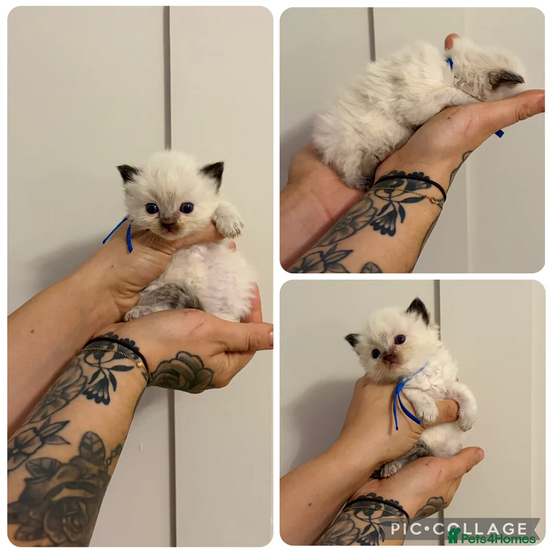 Ragdoll cats for sale: Stunning ragdollkittens  - Advert 9