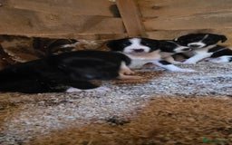 Sprollie dogs for sale: 7 lovely sprollie pups for sale - Image 5