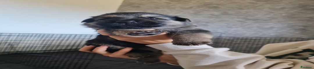 German Shepherd Puppy 1