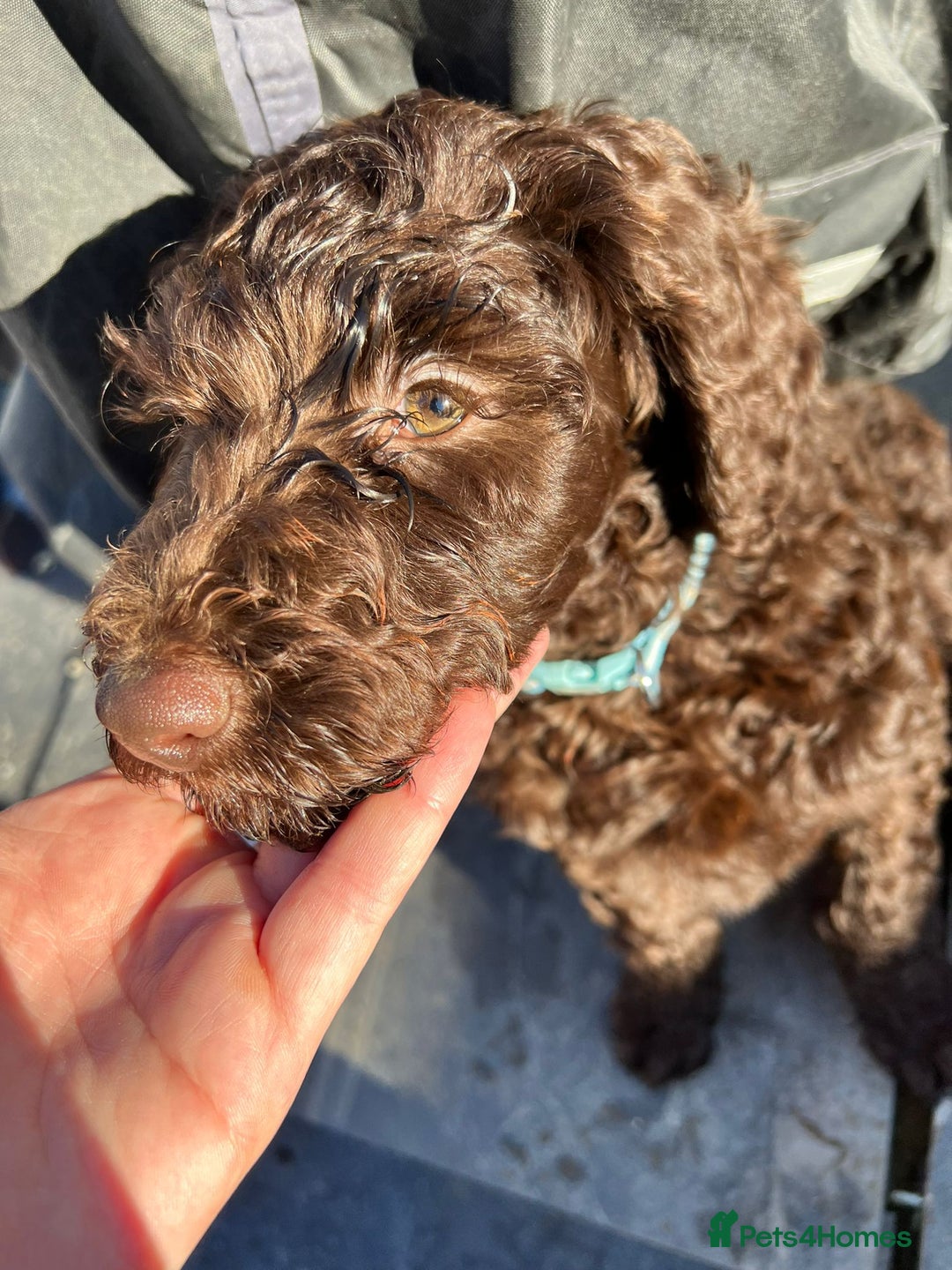 Labradoodle dogs for sale: F,1,B Standard labradoodles,READY FOR THERE HOMES  - Image 19