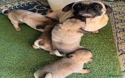 Pug dogs for sale: Purebred Pug Puppies - Image 4