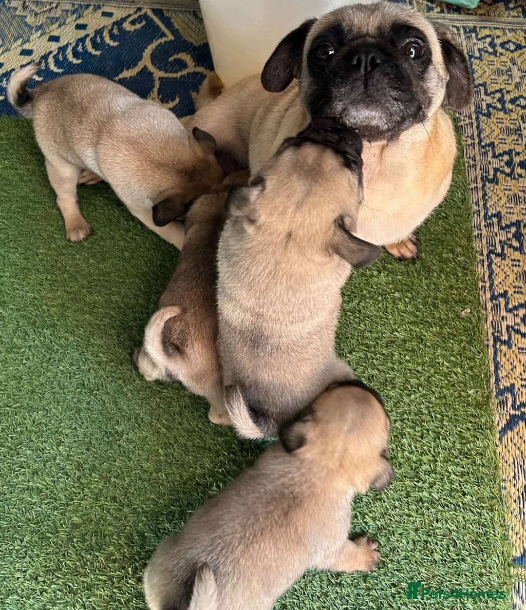 Pug dogs for sale: Purebred Pug Puppies - Image 4