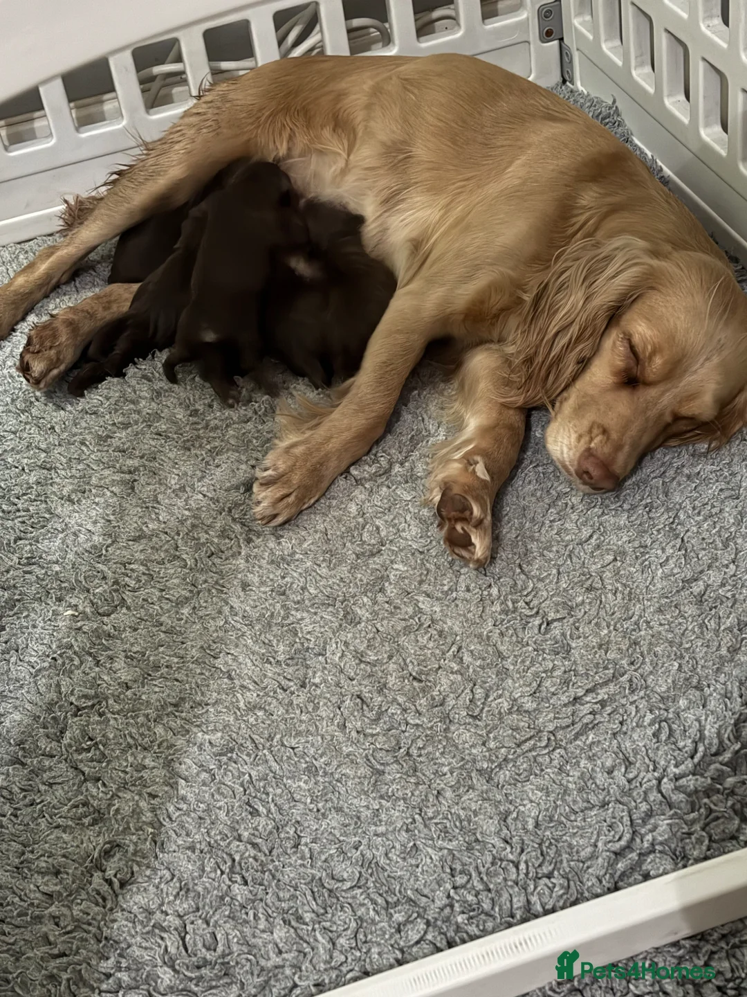 Cockapoo dogs for sale: F1 health tested cockapoos in Middlesbrough - Advert 1