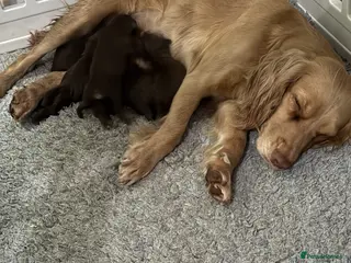 Cockapoo dogs F1 health tested cockapoos - Advert 6