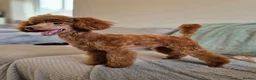 Cavapoo dogs for sale: Extensively Health Tested Fox Red Cavapoo puppies - Advert 6