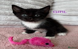 Ragdoll cats for sale: Beautifull X Ragdoll Kittens - Image 5