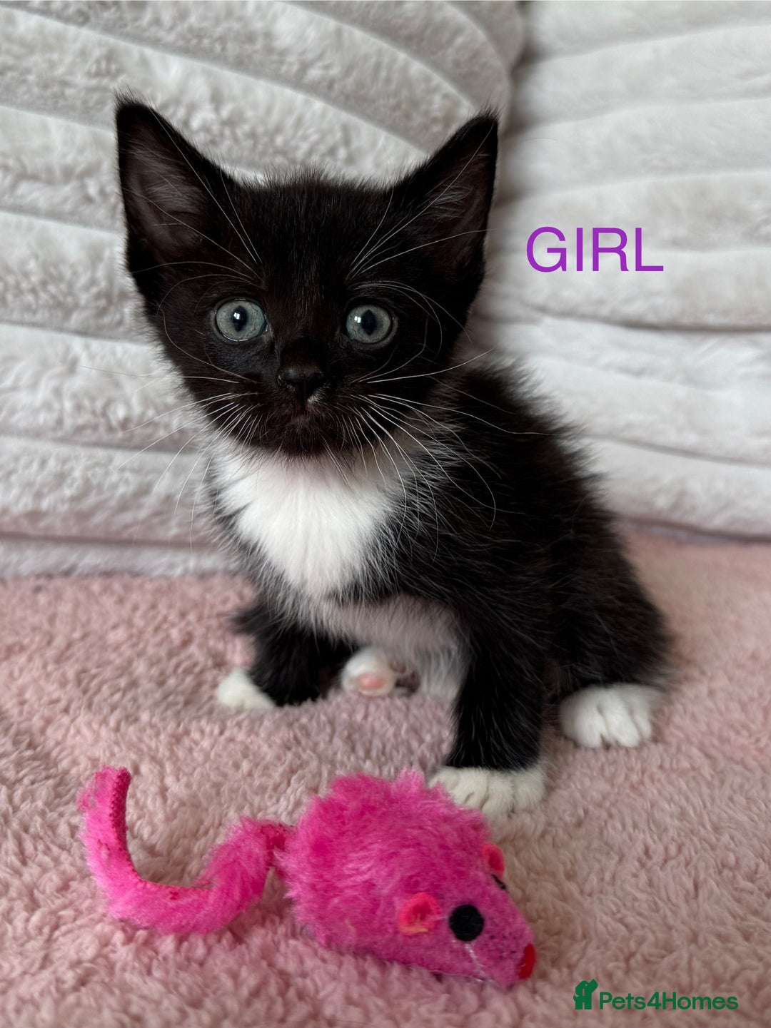 Ragdoll cats for sale: Beautifull X Ragdoll Kittens - Image 5