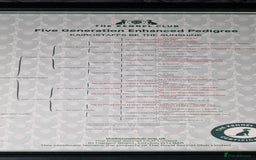 Staffordshire Bull Terrier dogs for sale: Black Female Staffordshire Bull Terrier - Image 15