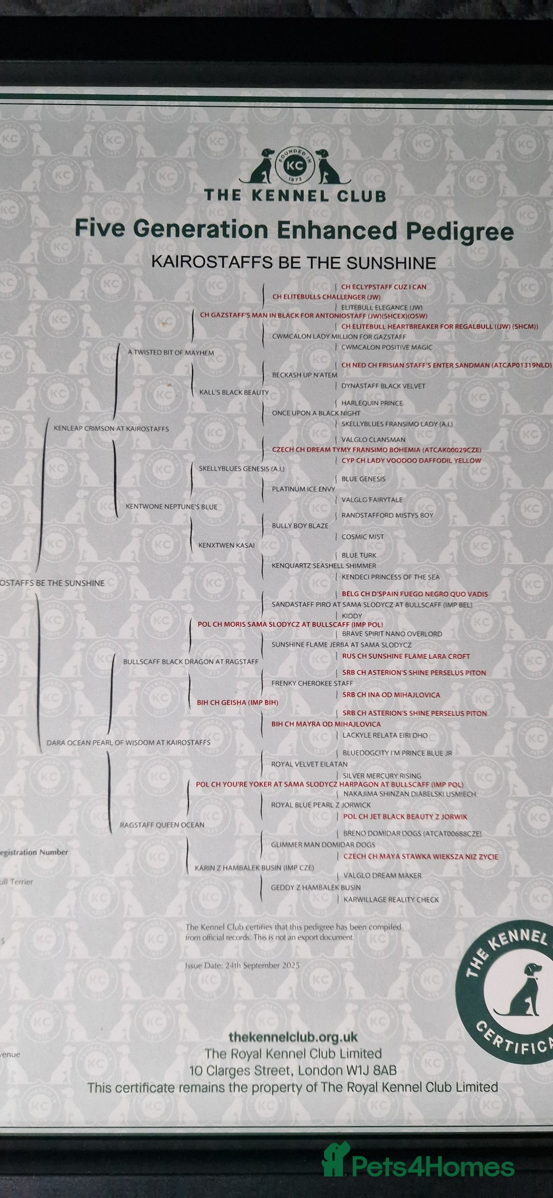 Staffordshire Bull Terrier dogs for sale: Black Female Staffordshire Bull Terrier - Image 15