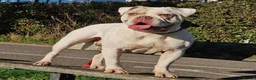 Alapaha Blue Blood Bulldog dogs for sale: Stunning Male IABBR Alapaha puppies - Advert 4