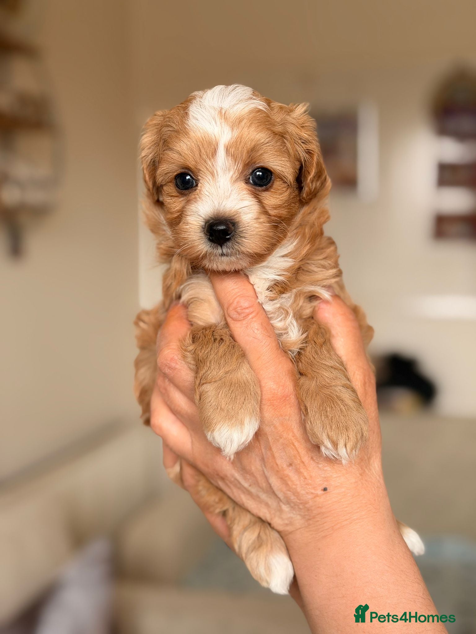 Maltipoo dogs for sale: Beautiful maltipoo puppies ready for loving homes! in London - Advert 9