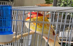 Parakeets birds for sale: Rubino rosellas  - Image 1