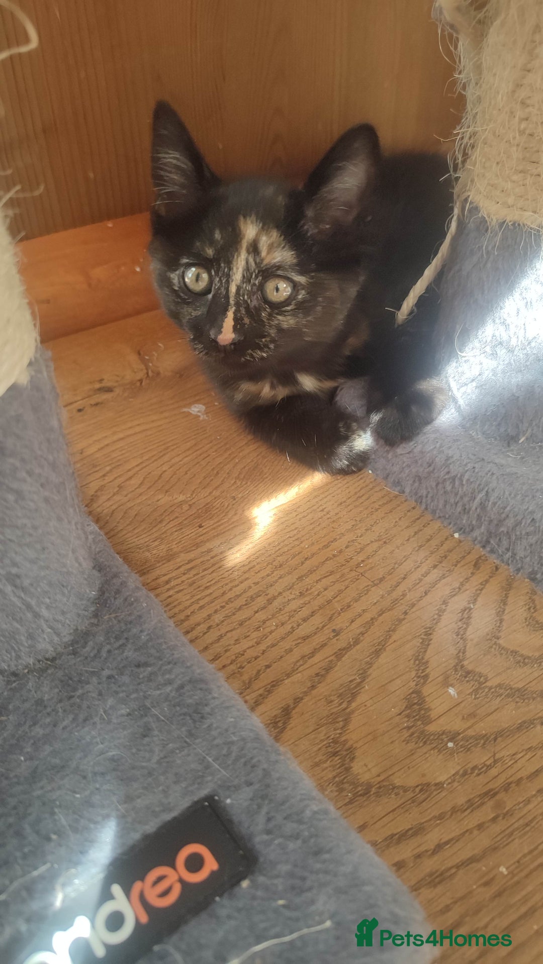 British Shorthair cats for sale: Adorable kittens  in Great Missenden - Image 27